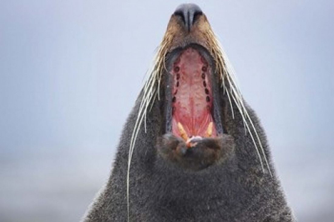 New Zealand Fur Seal Kaikoura Peninsula New Zealand Canvas Art - David Wall DanitaDelimont (24 x 15)