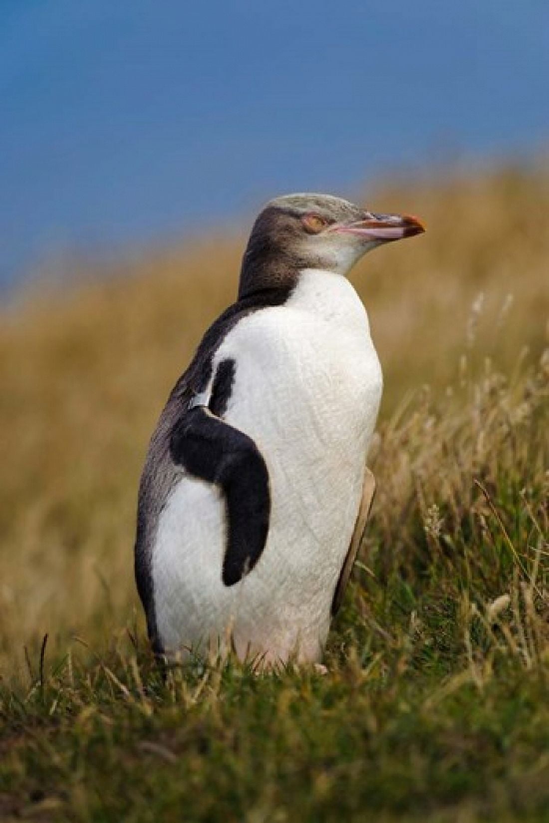 New Zealand Katiki Point Yellow-eyed Penguin Canvas Art - Fredrik Norrsell DanitaDelimont (17 x 26)