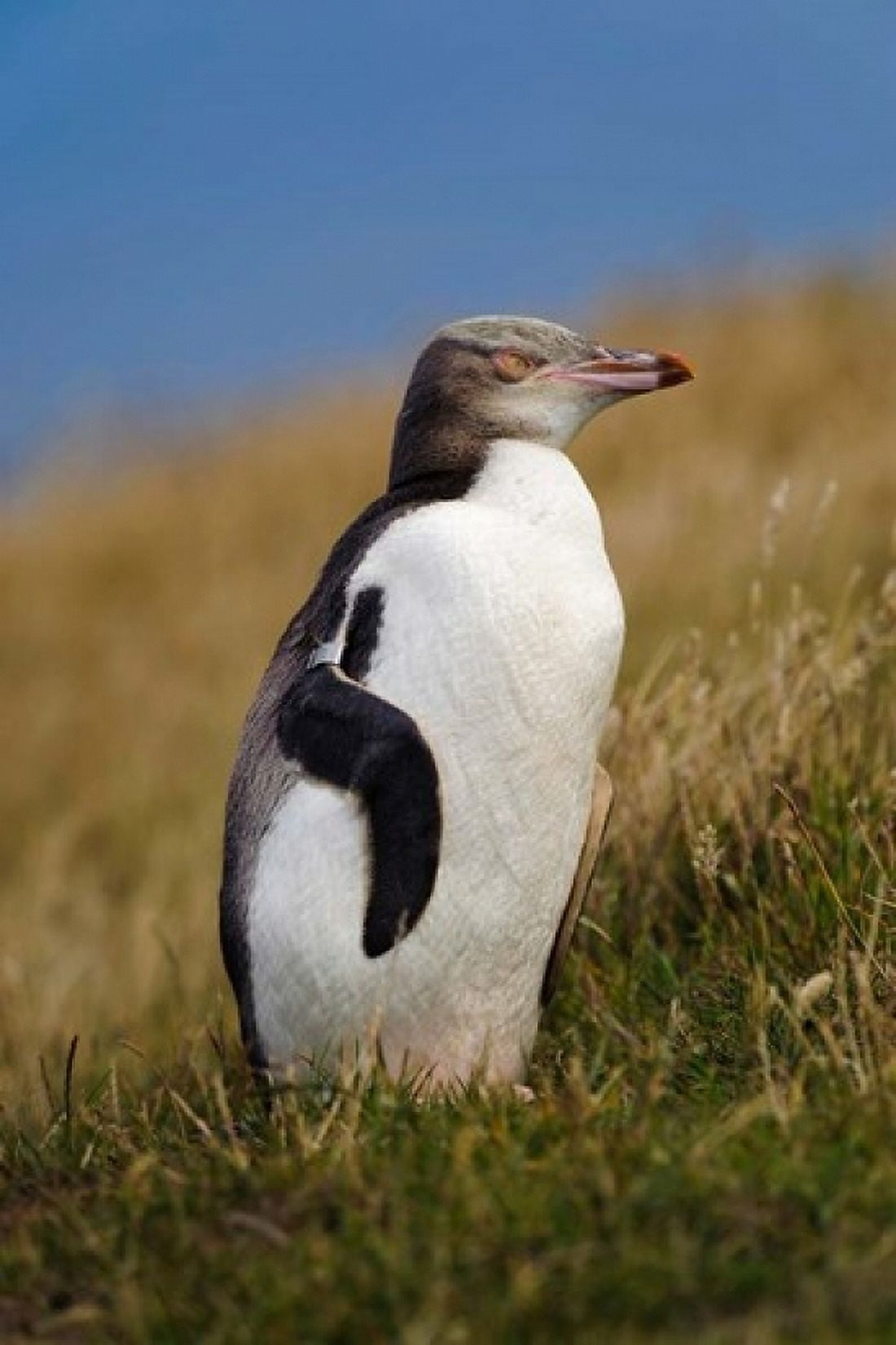 New Zealand Katiki Point Yellow-eyed Penguin Canvas Art - Fredrik Norrsell DanitaDelimont (24 x 36)