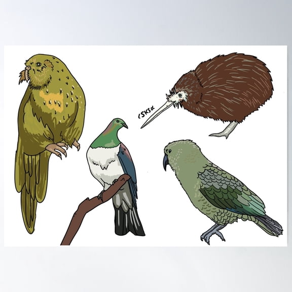 New Zealand Native Birds Poster Wall Art, Modern Wall Decor For Living Room Bedroom, 24x36 UNFRAMED