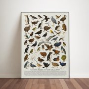 New Zealand Native Birds Wall Art Print, Unframed Paper Poster 8x10in