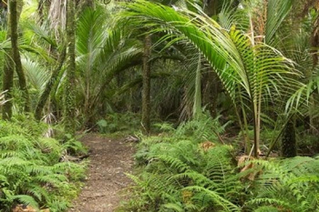 New Zealand Nikau Palms Heaphy Path Canvas Art - David Wall DanitaDelimont (36 x 24)