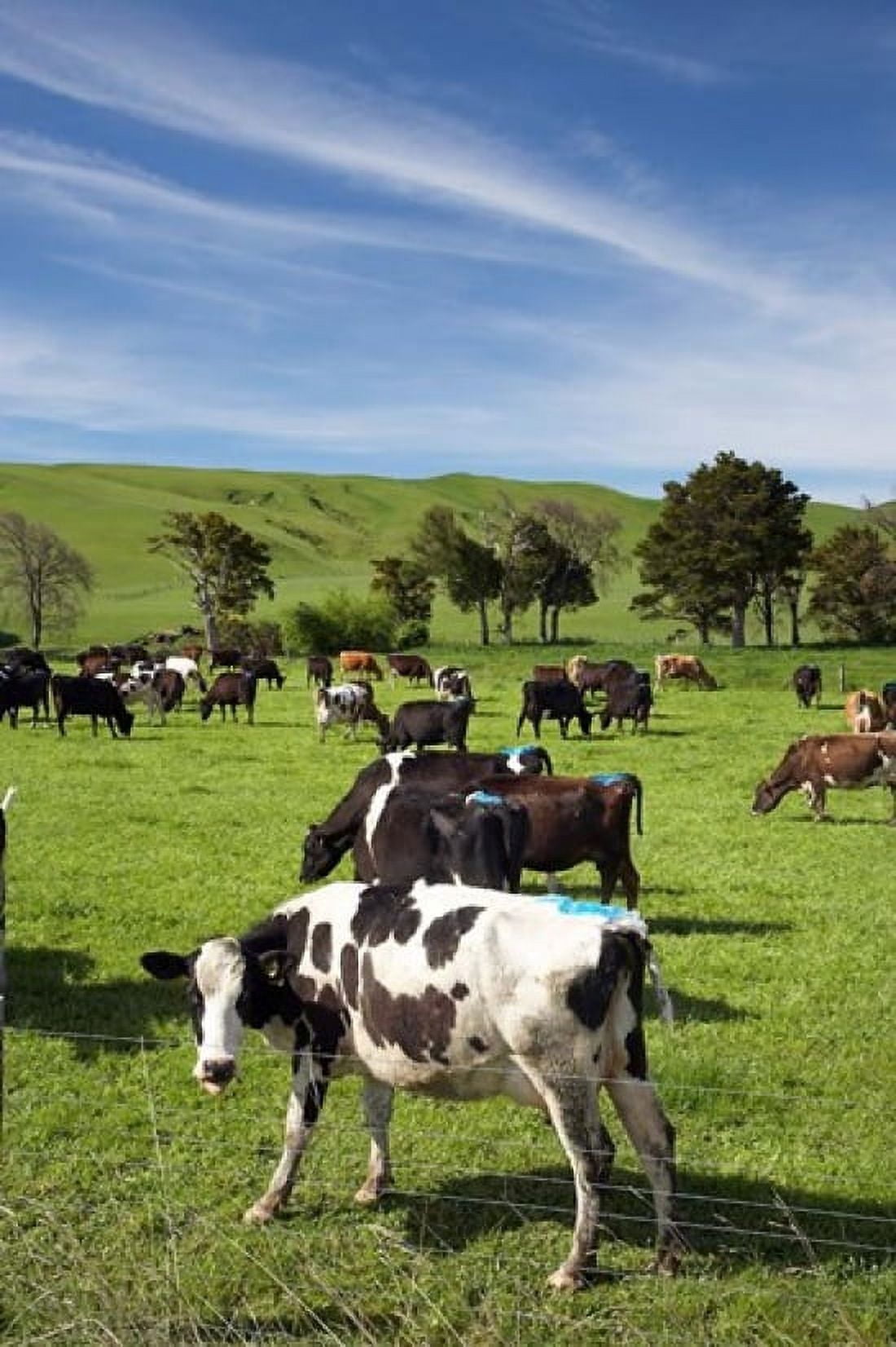 New Zealand North Island Dairy Cows Farm animal Canvas Art - David Wall DanitaDelimont (23 x 34)