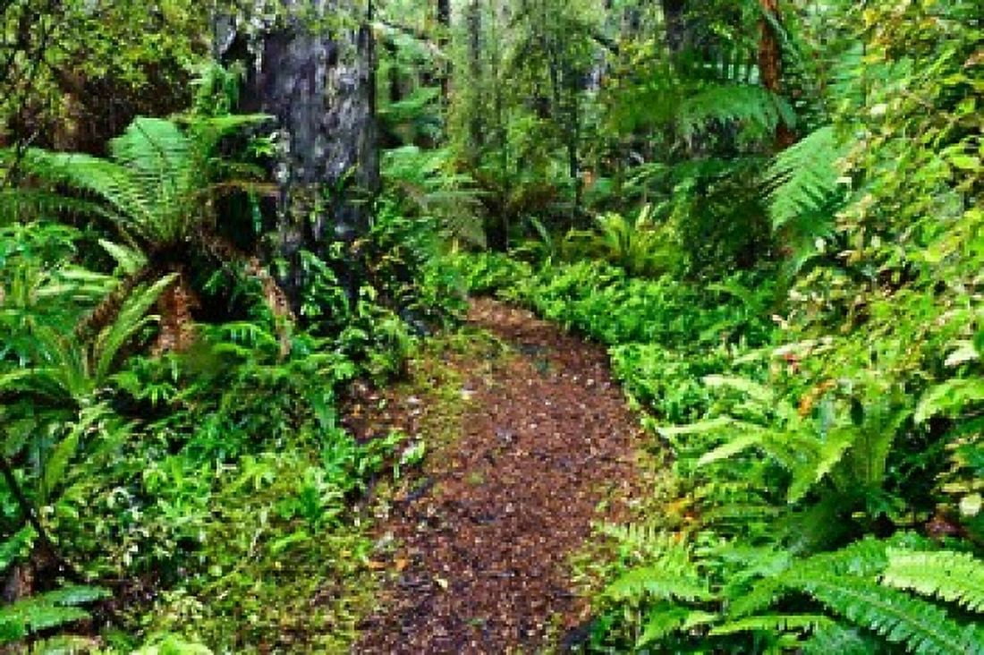 New Zealand Otago Old Coach Walking Path Forest Canvas Art - Fredrik Norrsell DanitaDelimont (26 x 17)
