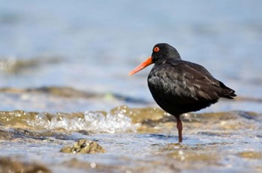 New Zealand Oystercatcher tropical bird Canvas Art - Fredrik Norrsell DanitaDelimont (26 x 18)