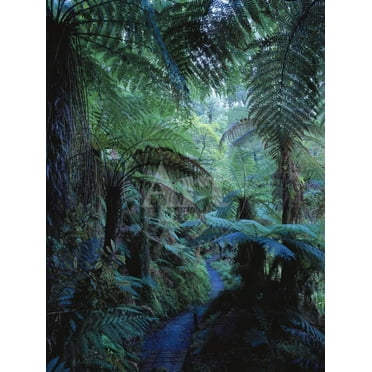 New Zealand, Rainforest, Vegetation, Tree Ferns, Cyatheaceae, Botanical Scenic Unframed Photographic Print Wall Art by Thonig Sold by ArtCom