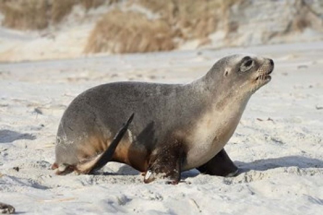 New Zealand Sea Lion Pup Sandfly Bay Dunedin Canvas Art - David Wall DanitaDelimont (24 x 15)