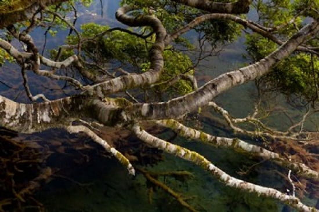 New Zealand Silver Beech tree branches Canvas Art - Jaynes Gallery DanitaDelimont (20 x 13)