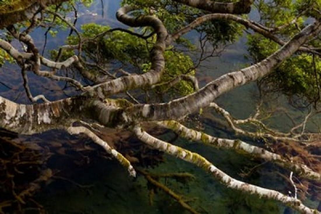 New Zealand Silver Beech tree branches Canvas Art - Jaynes Gallery DanitaDelimont (36 x 24)