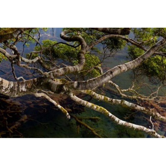 New Zealand, Silver Beech tree branches Poster Print by Jaynes Gallery (20 x 13)