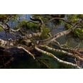 thumbnail image 1 of New Zealand, Silver Beech tree branches Poster Print by Jaynes Gallery (36 x 24), 1 of 1