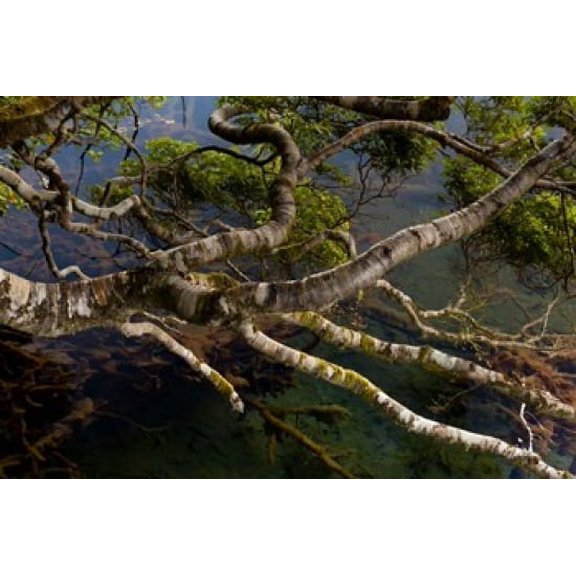 New Zealand, Silver Beech tree branches Poster Print by Jaynes Gallery (36 x 24)