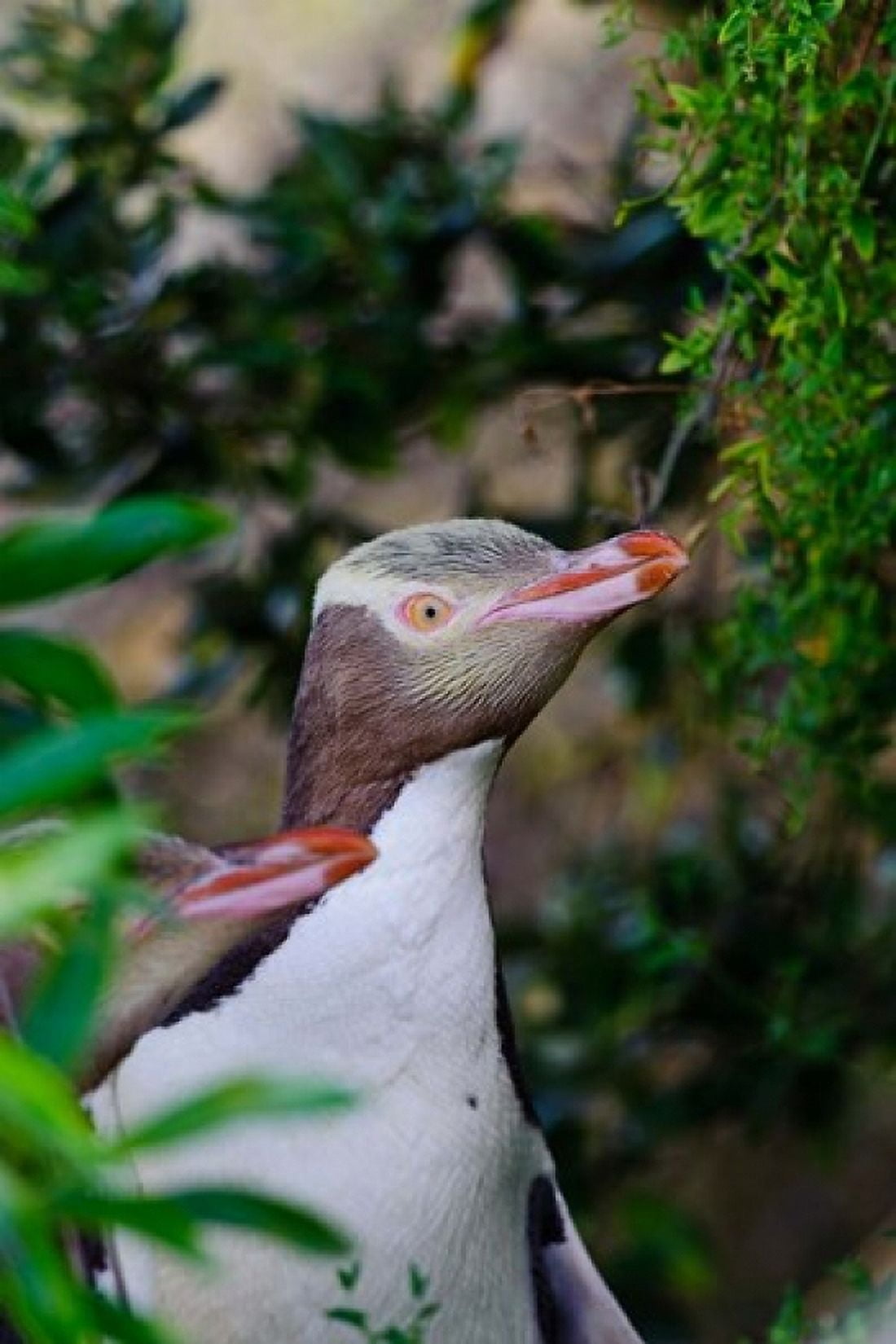 New Zealand South Isl Otago Yellow-eyed penguin Canvas Art - Fredrik Norrsell DanitaDelimont (17 x 26)