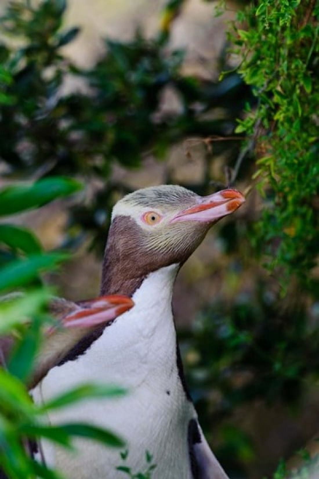 New Zealand South Isl Otago Yellow-eyed penguin Canvas Art - Fredrik Norrsell DanitaDelimont (24 x 36)