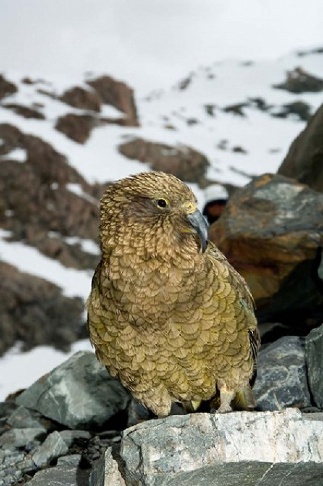 New Zealand South Island Arrowsmith Kea bird up close Canvas Art - Fredrik Norrsell DanitaDelimont (17 x 26)