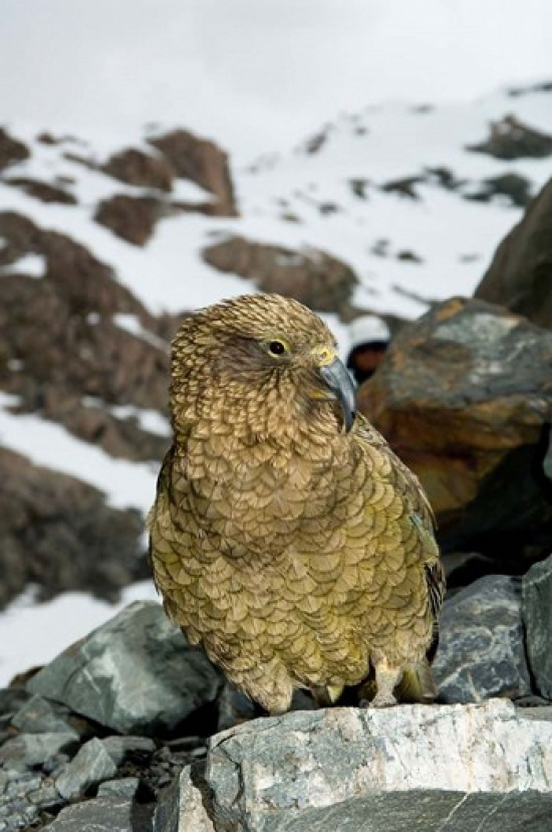 New Zealand South Island Arrowsmith Kea bird up close Canvas Art - Fredrik Norrsell DanitaDelimont (24 x 36)