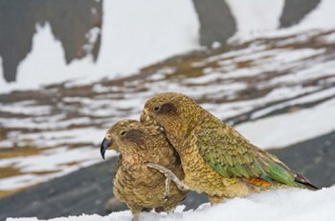 New Zealand South Island Arrowsmith Kea birds Canvas Art - Fredrik Norrsell DanitaDelimont (36 x 24)
