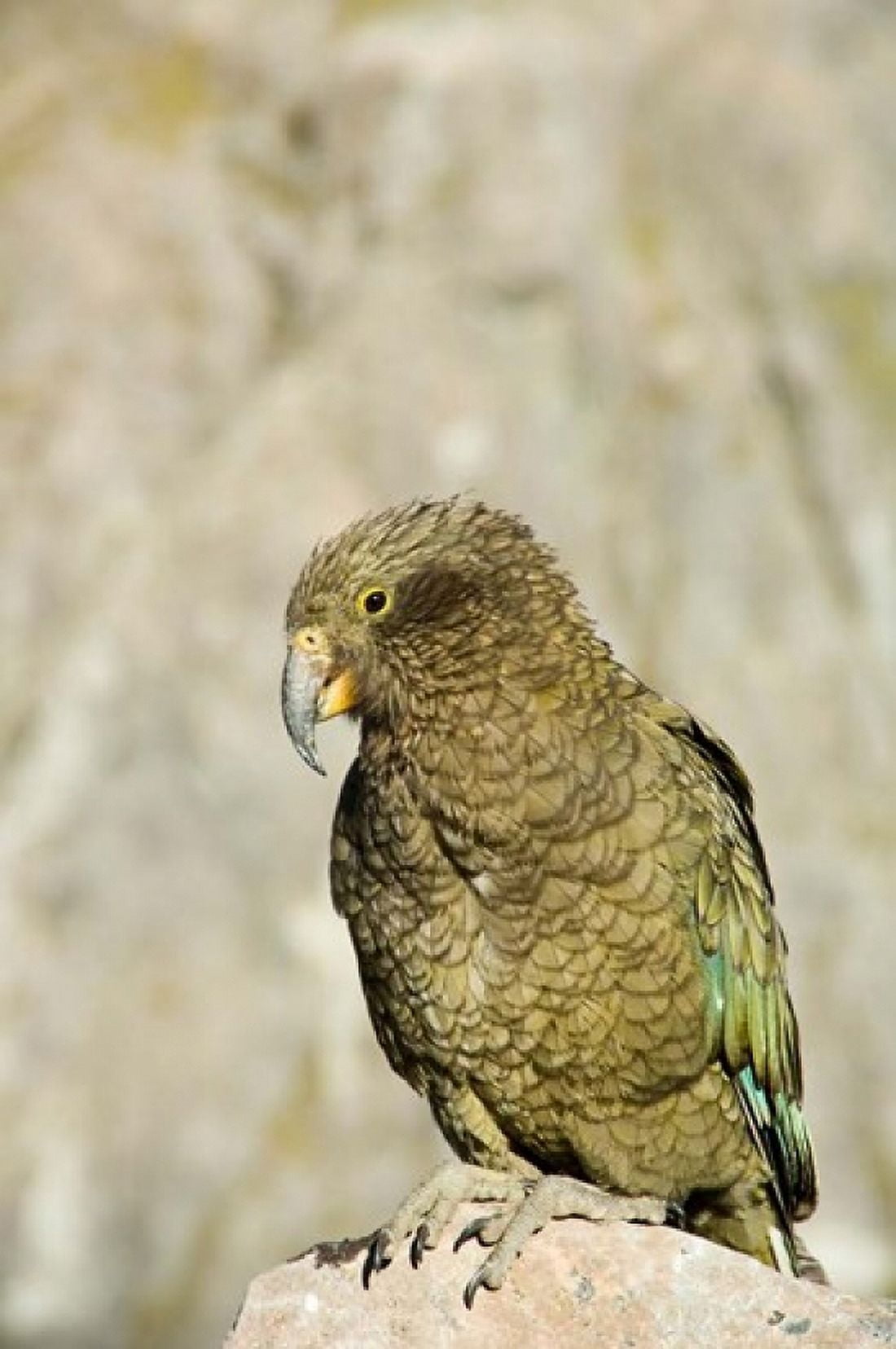 New Zealand South Island Arthurs Pass NP Kea Canvas Art - Fredrik Norrsell DanitaDelimont (17 x 26)