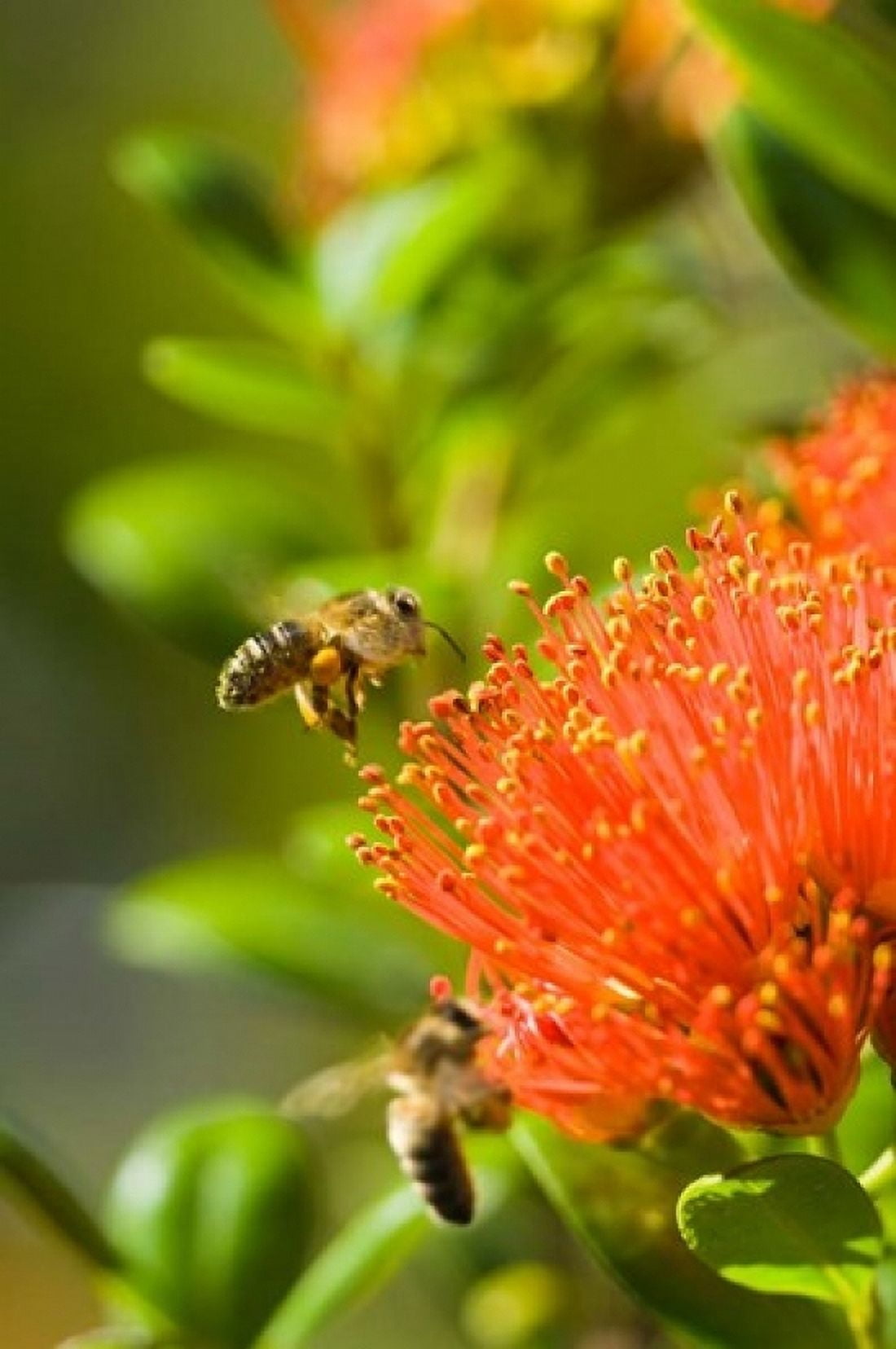 New Zealand South Island Bee on Rata flower Canvas Art - Fredrik Norrsell DanitaDelimont (24 x 36)
