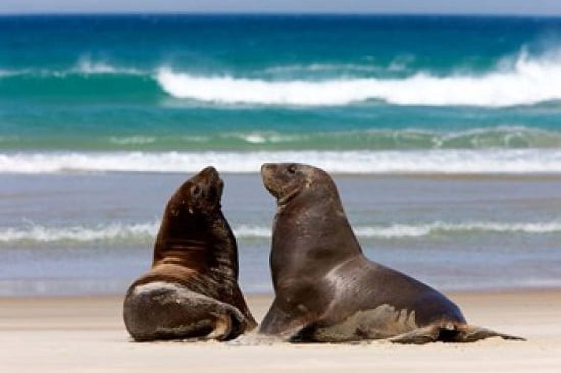 New Zealand South Island Hookers Sea Lion Canvas Art - Rebecca Jackrel DanitaDelimont (29 x 19)