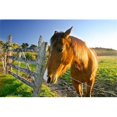 thumbnail image 1 of New Zealand South Island Horse Ranch Farm Animal Poster Print by Micah Wright - 26 x 17 in., 1 of 1