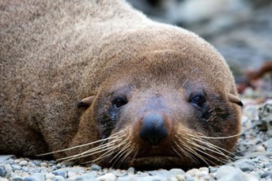New Zealand South Island Kaikoura Coast Fur Seal Canvas Art - Rebecca Jackrel DanitaDelimont (26 x 18)