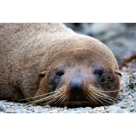 New Zealand, South Island, Kaikoura Coast, Fur Seal Poster Print by Rebecca Jackrel (26 x 18)