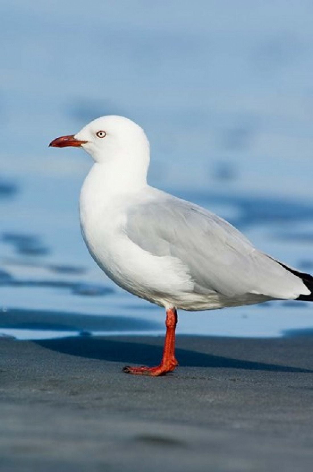 New Zealand South Island Karamea Redbilled Gull Canvas Art - Fredrik Norrsell DanitaDelimont (17 x 26)