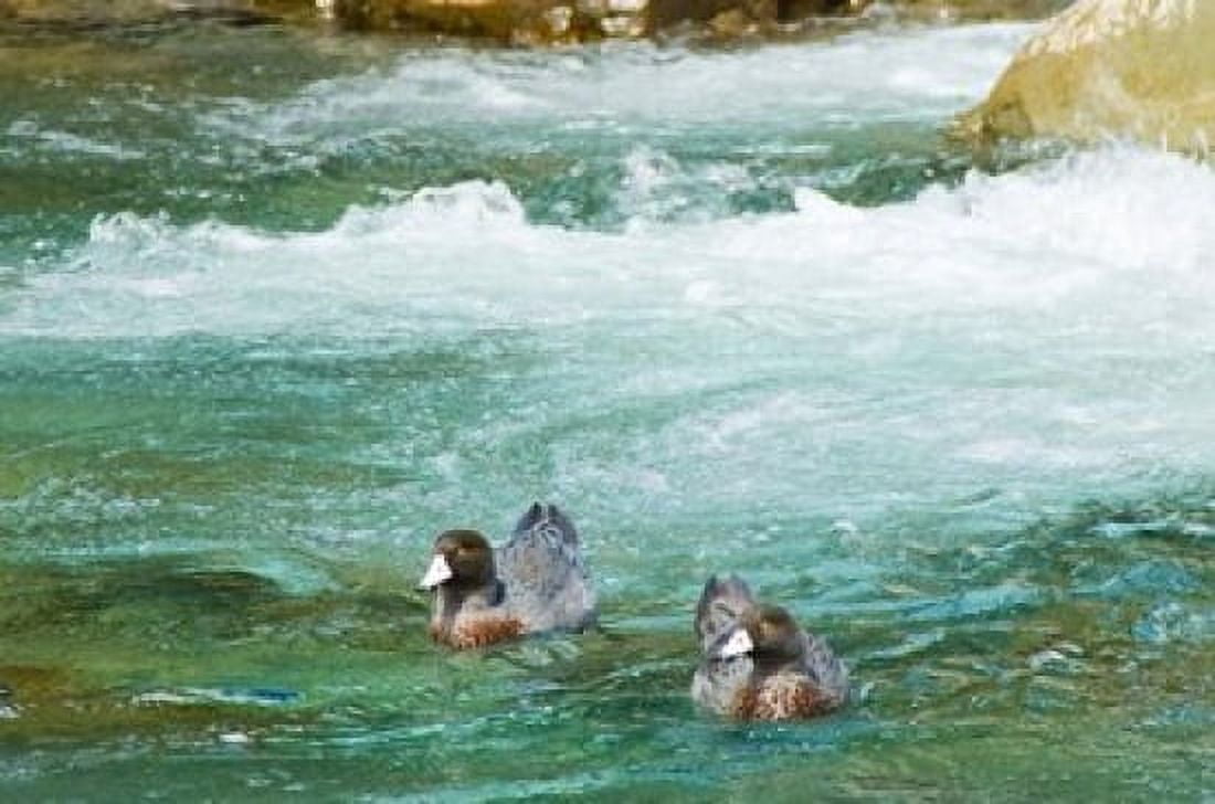 New Zealand South Island Kelly Creek Blue Duck Canvas Art - Fredrik Norrsell DanitaDelimont (26 x 17)