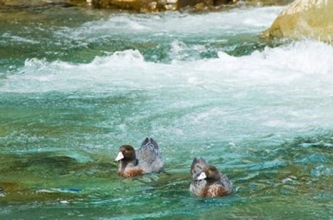 New Zealand South Island Kelly Creek Blue Duck Canvas Art - Fredrik Norrsell DanitaDelimont (36 x 24)