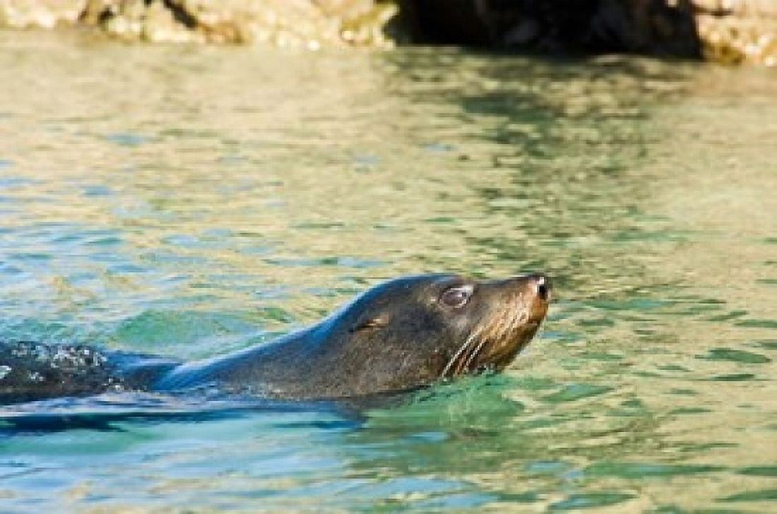 New Zealand South Island Marlborough Fur Seal Canvas Art - Fredrik Norrsell DanitaDelimont (36 x 24)