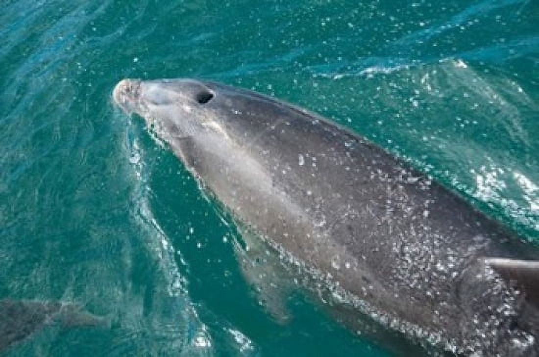 New Zealand South Island Marlborough Sounds Dolphin Canvas Art - Lee Foster DanitaDelimont (36 x 24)