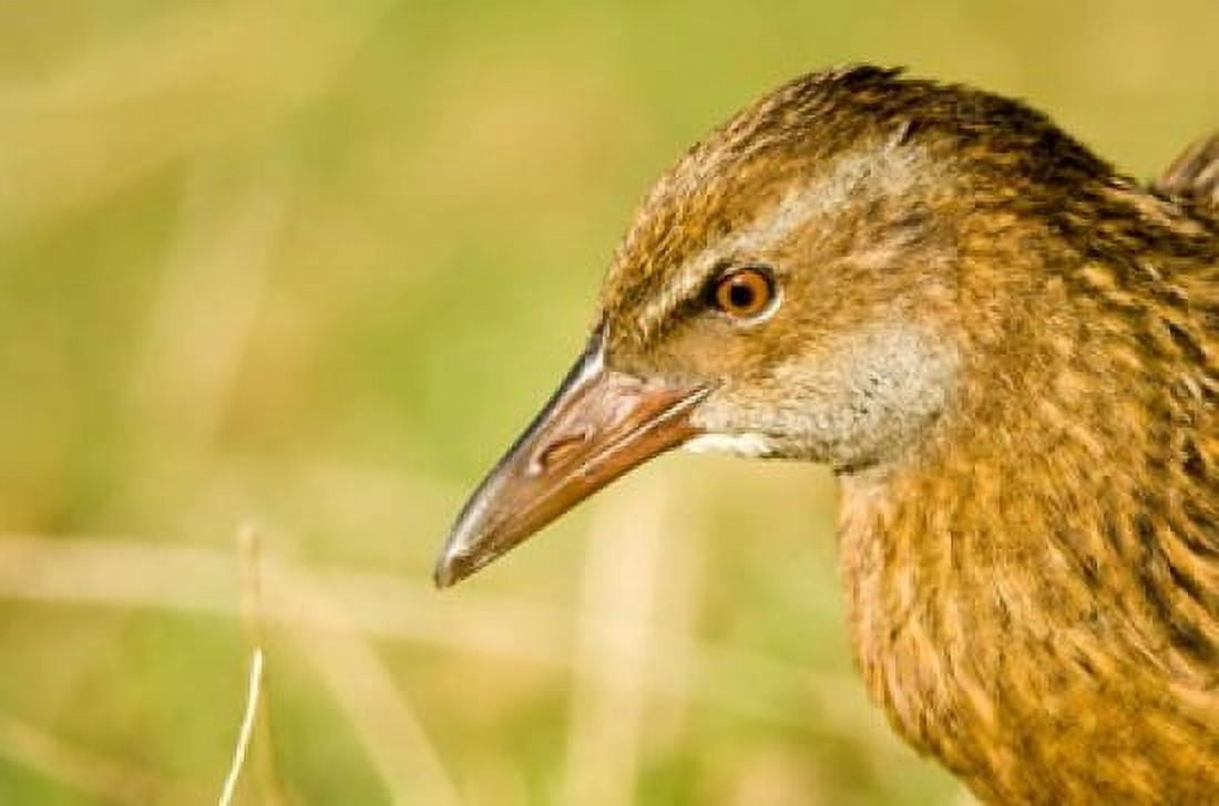 New Zealand South Island Marlborough Weka bird Canvas Art - Fredrik Norrsell DanitaDelimont (26 x 18)