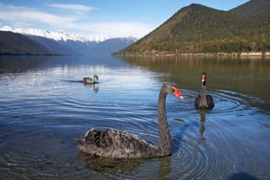 New Zealand South Island Nelson Lakes Black Swan birds Canvas Art - David Wall DanitaDelimont (17 x 11)