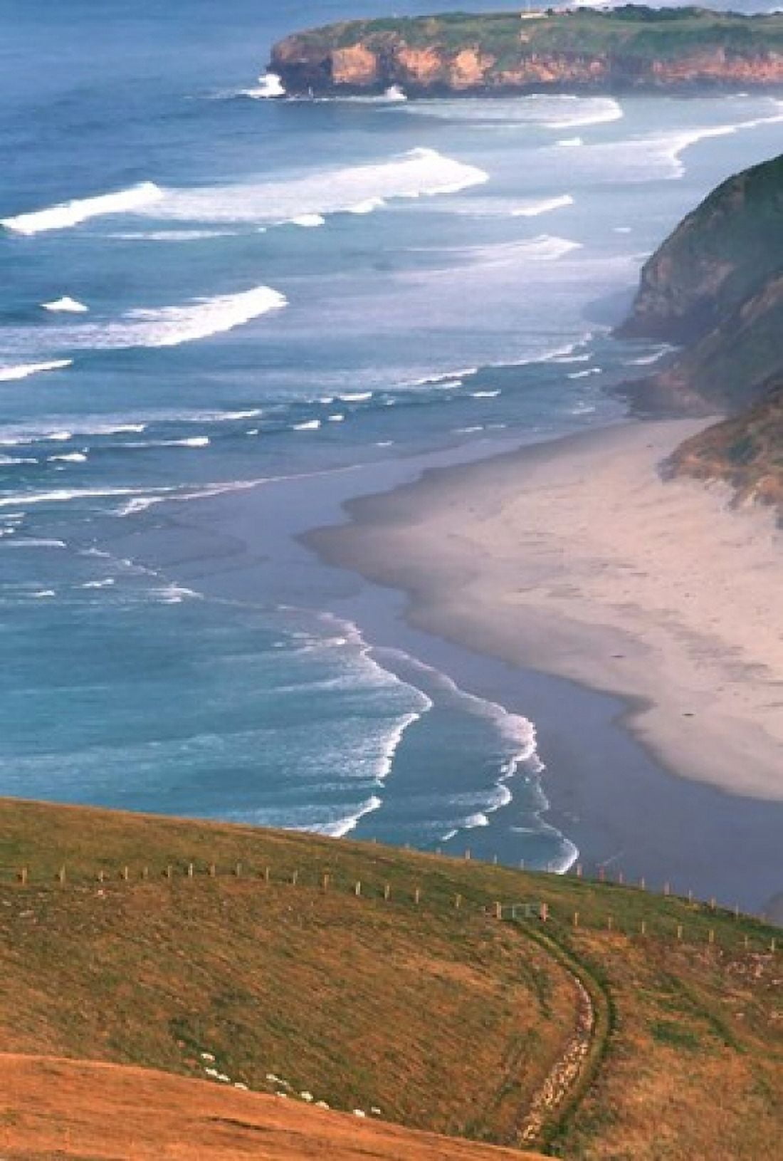 New Zealand South Island Otago Coast Canvas Art - Jay Sturdevant DanitaDelimont (18 x 27)