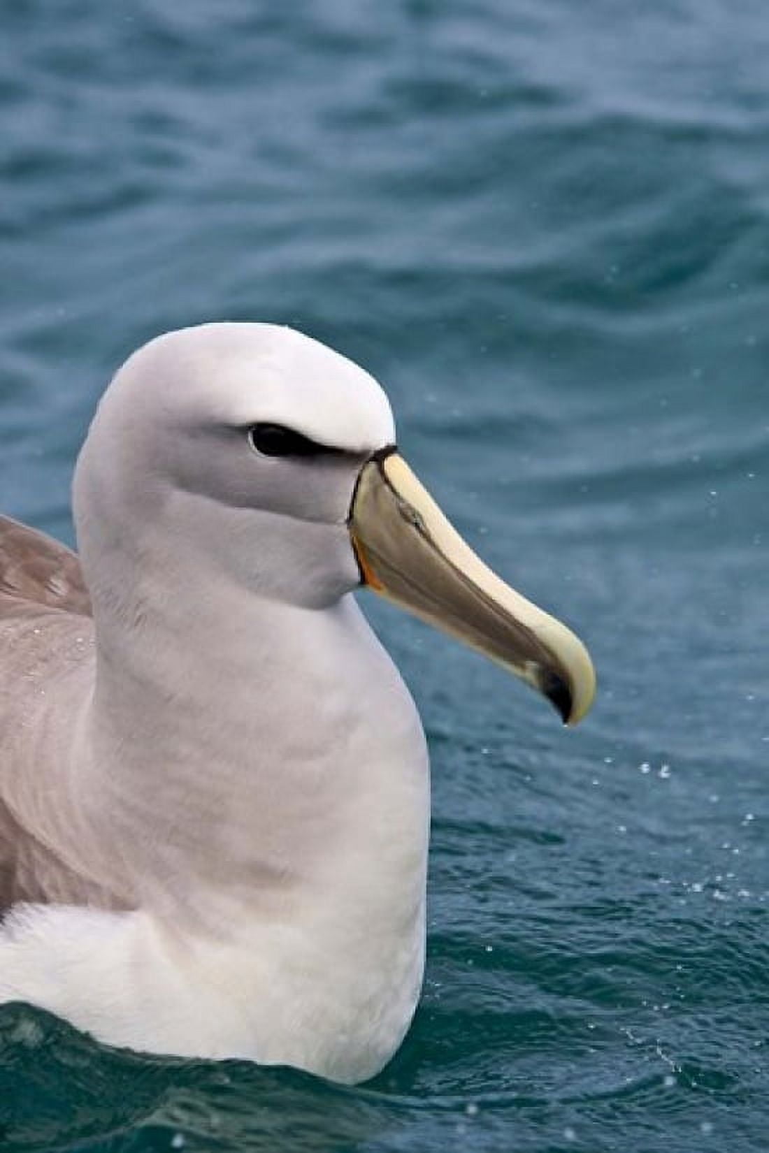 New Zealand South Island Salvins Albatross Canvas Art - Rebecca Jackrel DanitaDelimont (18 x 26)