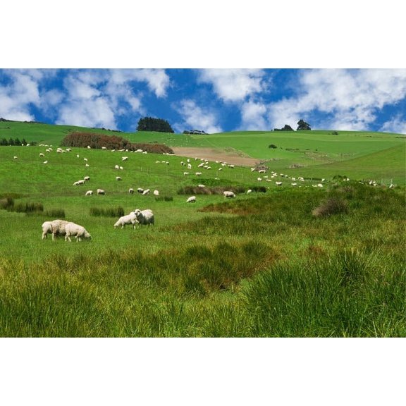 New Zealand, South Island Sheep graze in pasture Credit as: Dennis Flaherty / Jaynes Gallery Poster Print by Jaynes Gallery (36 x 24) # AU03BJY0004