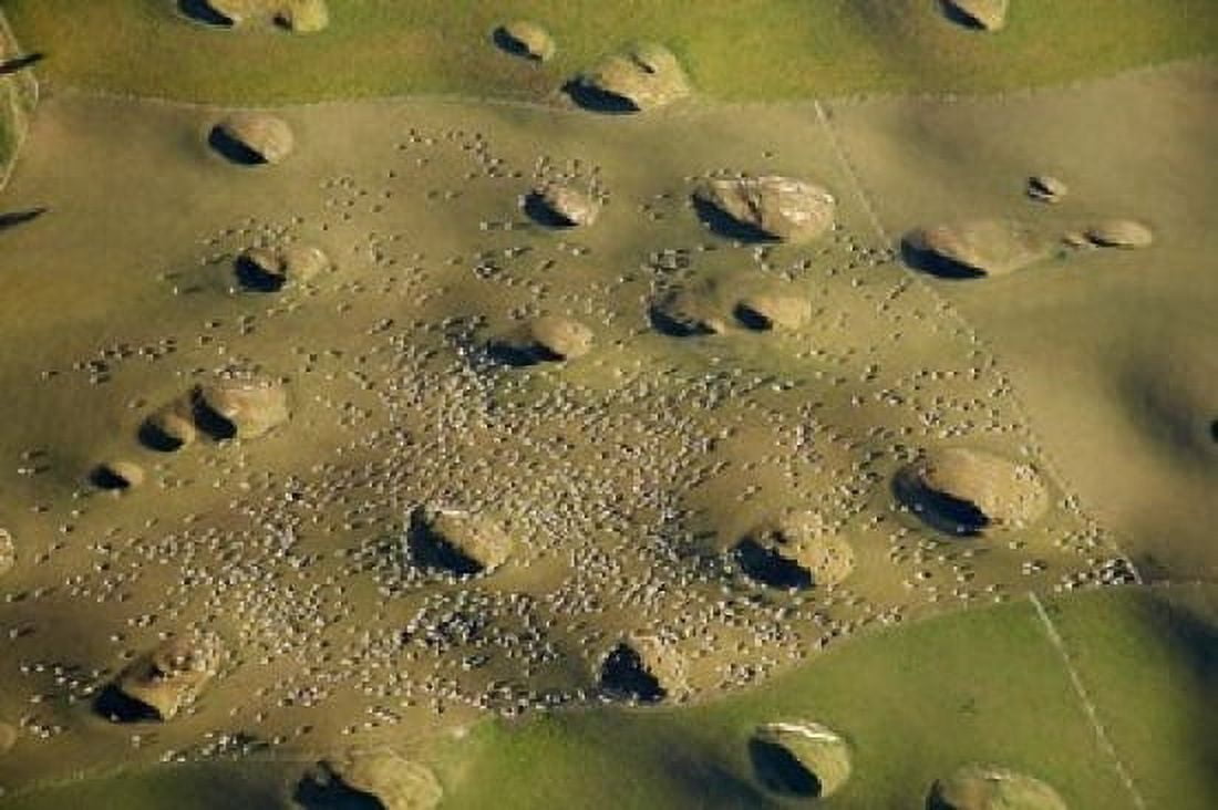 New Zealand South Island Sinkholes Sheep Agriculture Canvas Art - David Wall DanitaDelimont (17 x 11)