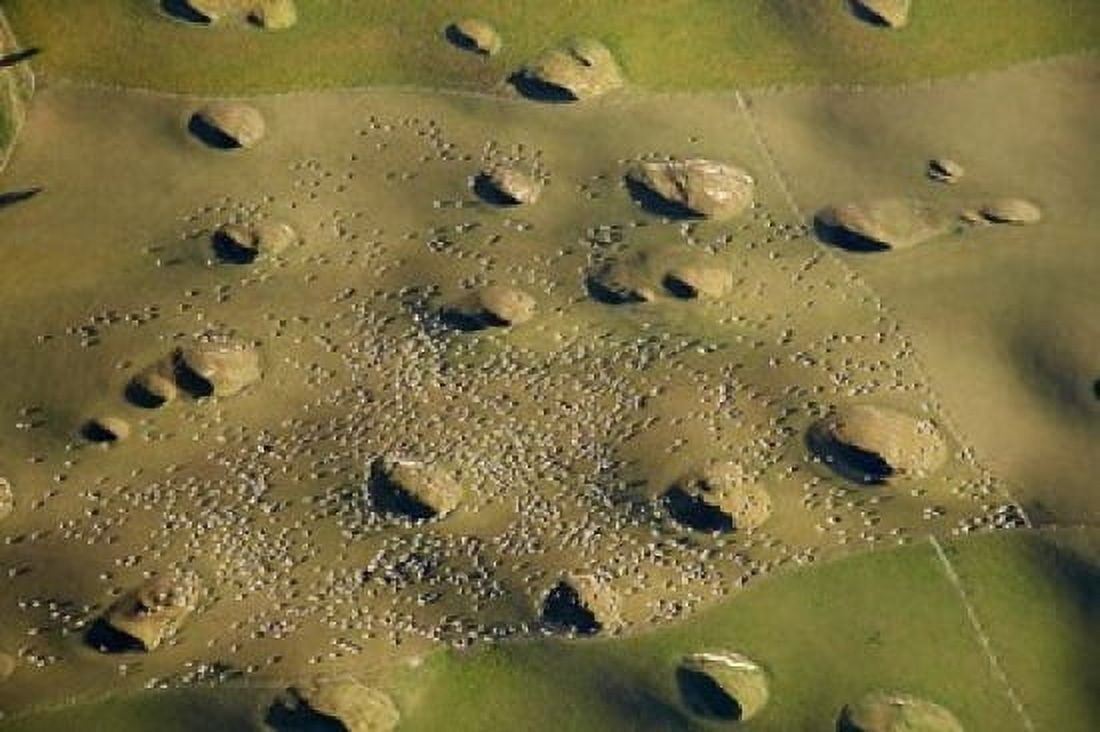 New Zealand South Island Sinkholes Sheep Agriculture Canvas Art - David Wall DanitaDelimont (34 x 23)