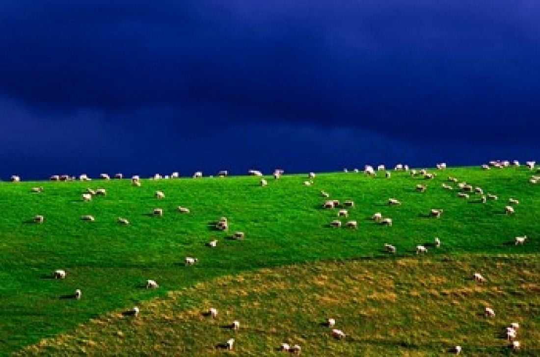 New Zealand South Island sheep grazing farm animal Canvas Art - Jay Sturdevant DanitaDelimont (36 x 24)