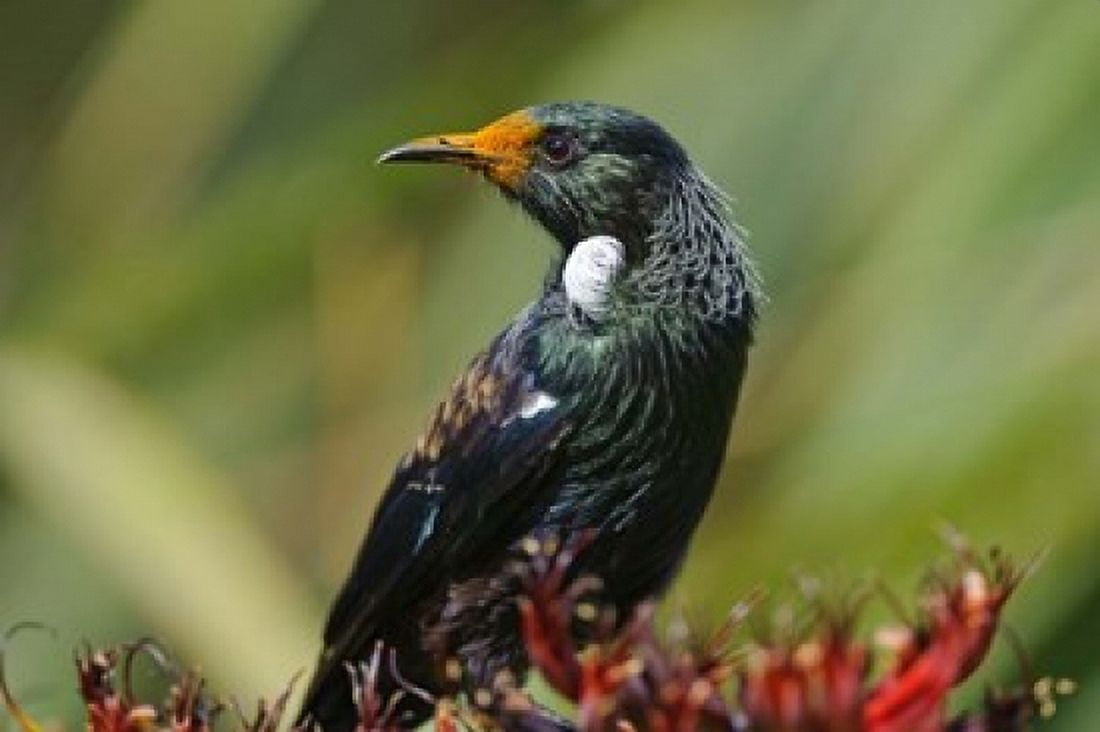 New Zealand Stewart Island Halfmoon Bay Tui bird Canvas Art - Fredrik Norrsell DanitaDelimont (26 x 17)