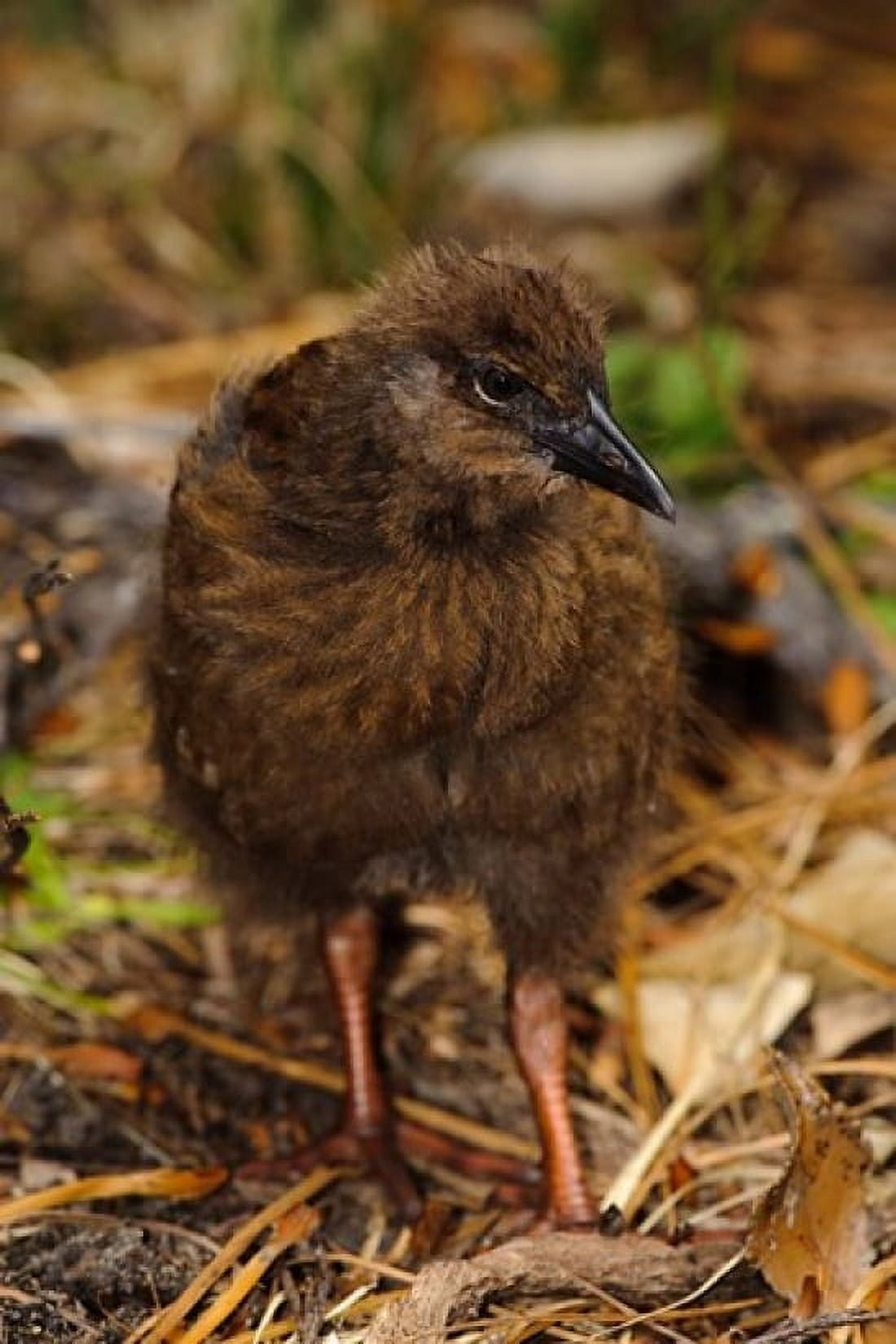 New Zealand Stewart Island Ulva Island Weka bird Canvas Art - Fredrik Norrsell DanitaDelimont (17 x 26)