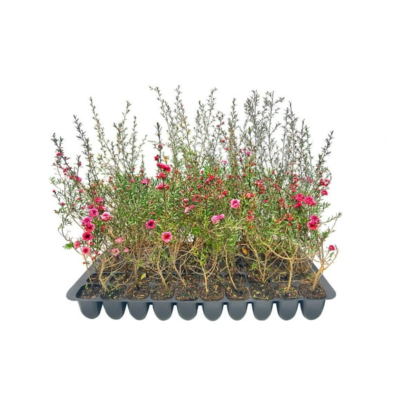 New Zealand Tea I 3 Live Plants I Pink Flowers I Leptospermum Scoparium | Rich Aroma and Robust Flavor