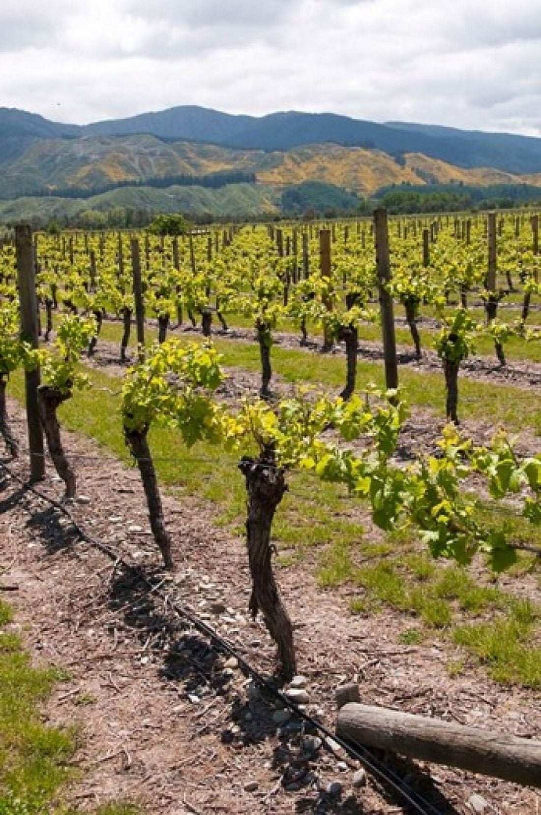 New Zealand Wairau Rivery Winery vineyard Canvas Art - Lee Foster DanitaDelimont (24 x 36)