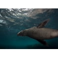 thumbnail image 1 of New Zealand fur seal, Tasmania, Australia Poster Print by Brandi Mueller/Stocktrek Images (17 x 11), 1 of 1
