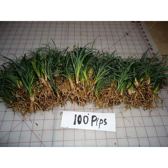 New and Healthy DWARF MONDO GRASS 100 PIPS EVERGREEN GROUND COVER ROCK GARDEN BORDER NANA VARIETY