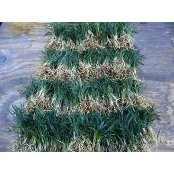 New and Healthy DWARF MONDO GRASS 220 PIPS EVERGREEN GROUND COVER ROCK GARDEN BORDER NANA VARIETY
