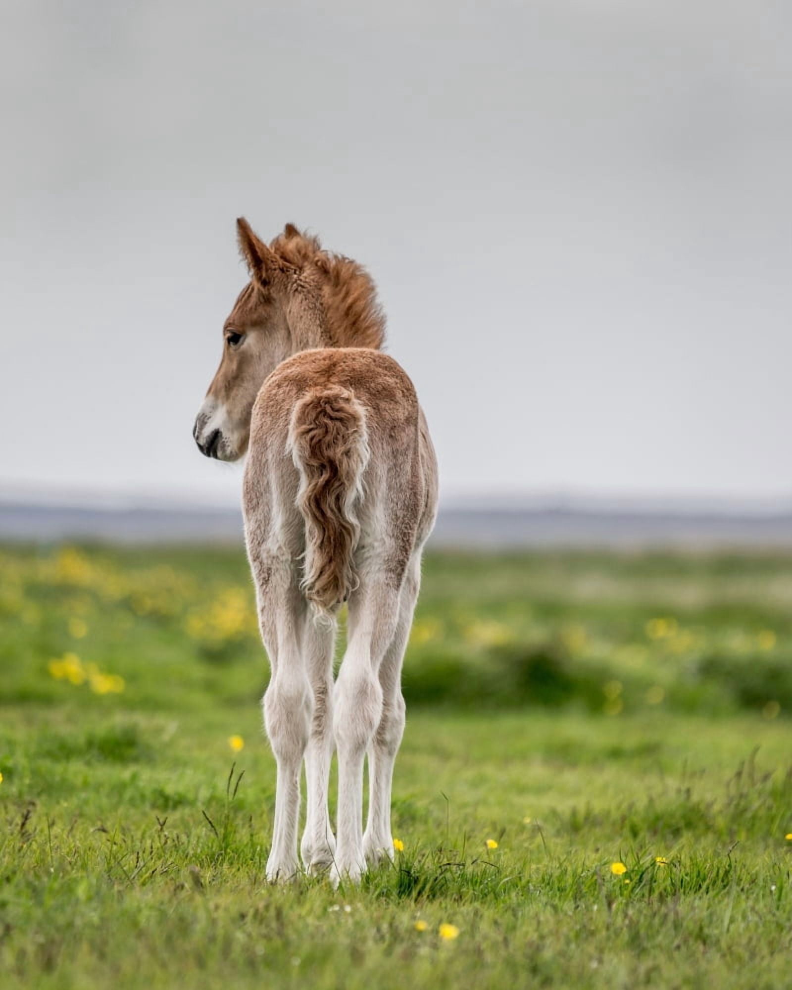 New born foal Iceland Purebred Icelandic foal Iceland Canvas Art - Panoramic Images (22 x 27)