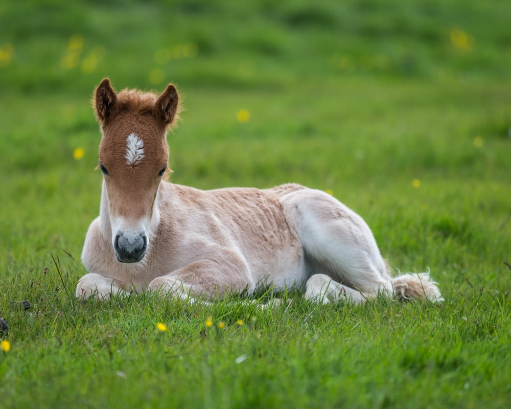 New born foal Iceland Purebred Icelandic foal Iceland Canvas Art - Panoramic Images (29 x 36)