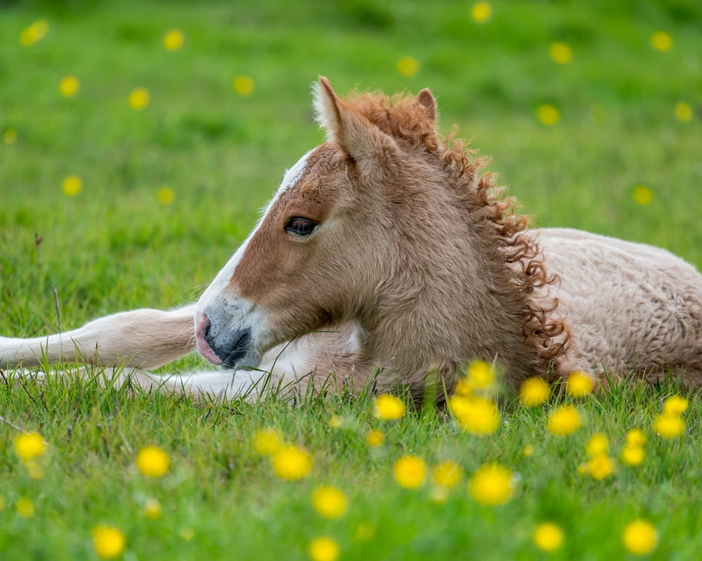 New born foal Iceland Purebred Icelandic foal Iceland Canvas Art - Panoramic Images (29 x 36)